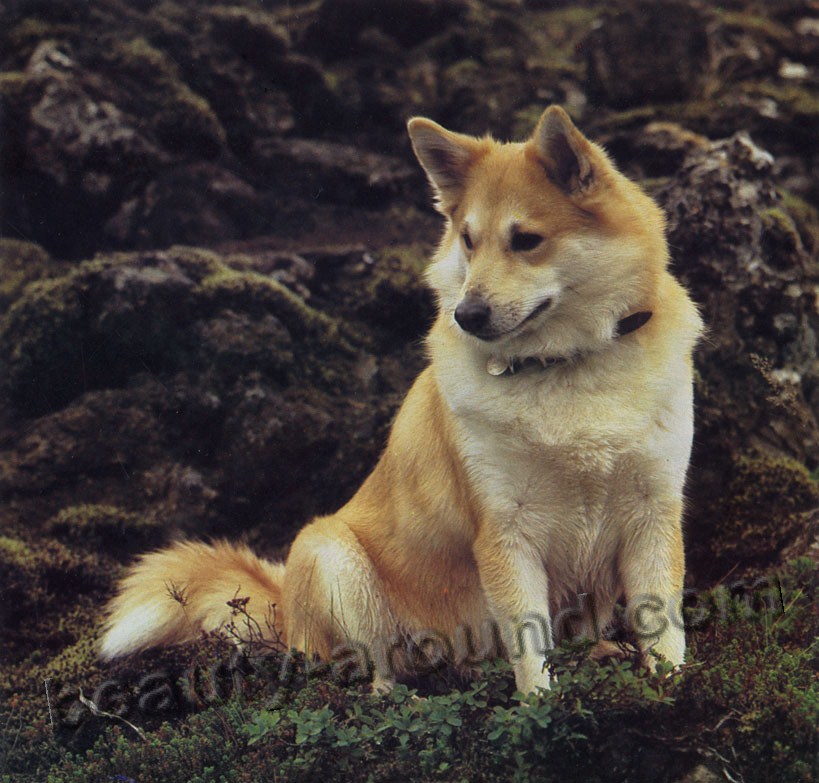 Icelandic dog photo
