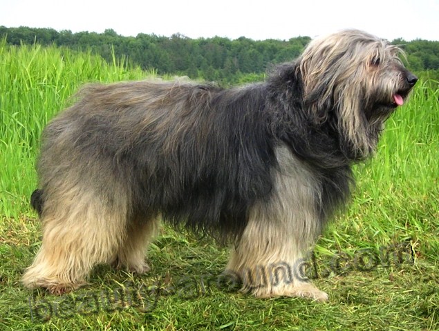 Catalan Shepherd photo