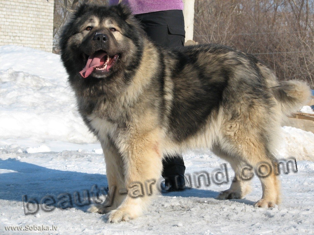 Caucasion Shepherd photo