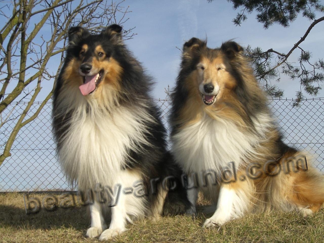 Scottish shepherd (Collie) picture