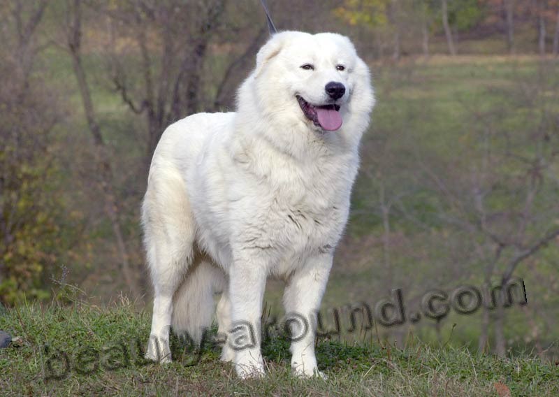 Maremmano-abruzzese shepherd photo