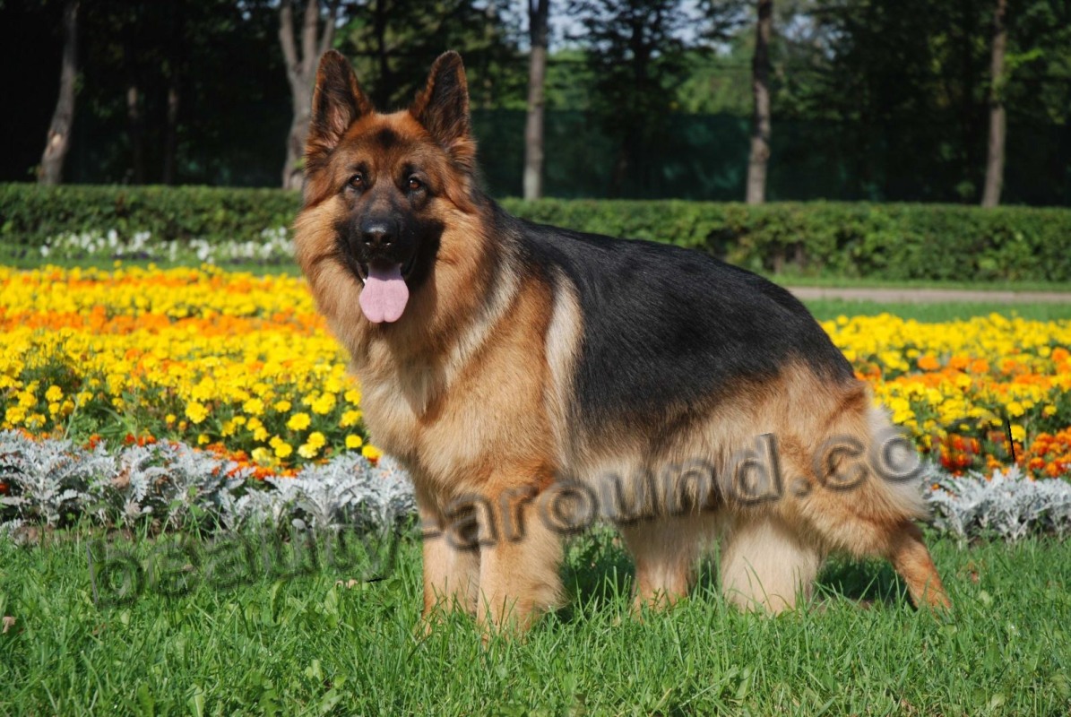 German shepherd photo