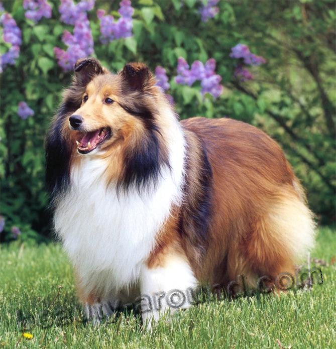 Shetland Sheepdog (Sheltie) pictures