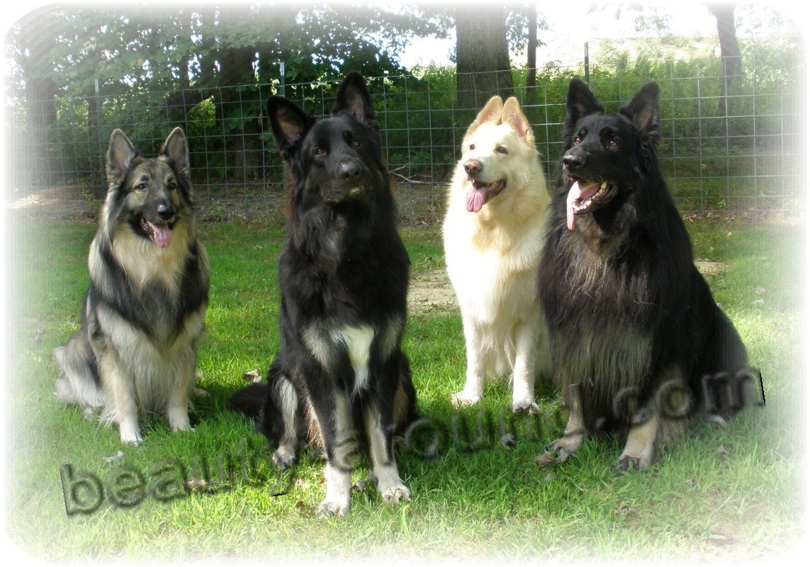 Shiloh Shepherd photo