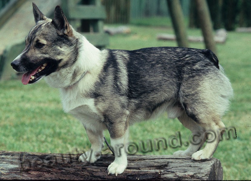 Swedish Vallhund photo