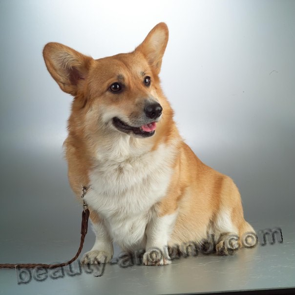 Pembroke Welsh Corgi photo