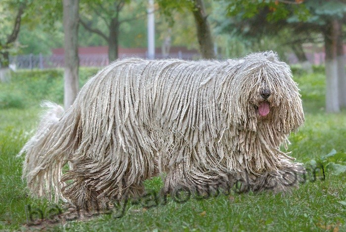 Hungarian Komondor pictures