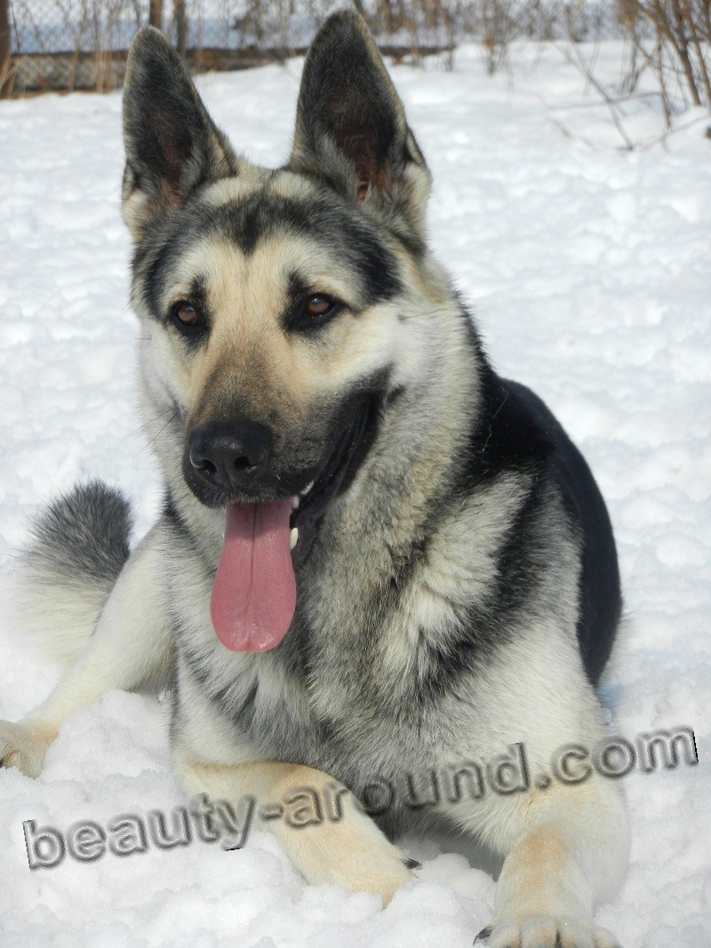 Eastern European Shepherd photo