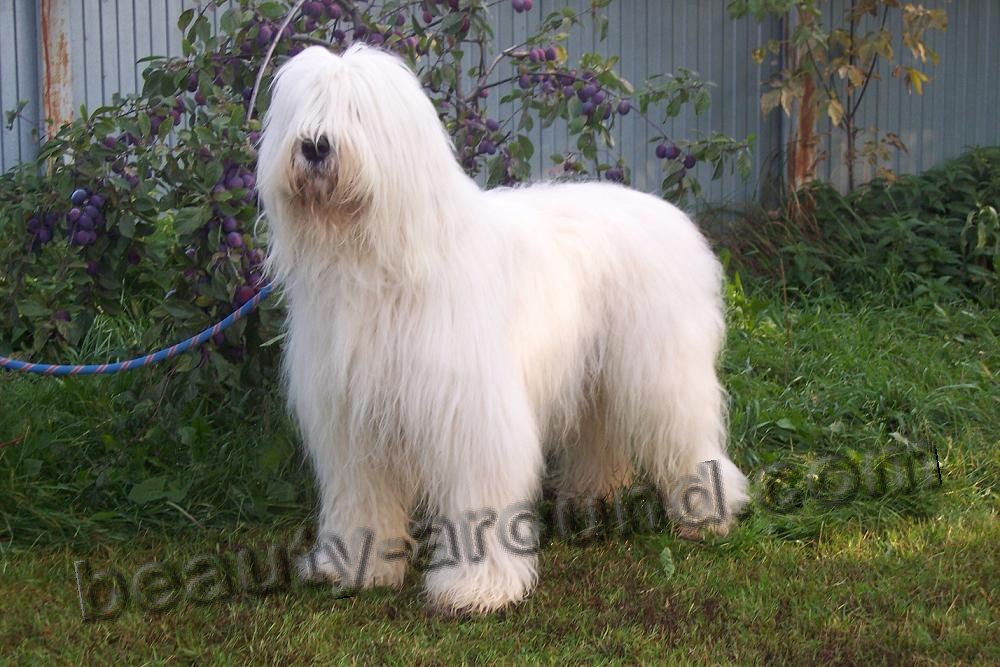 South Russian Shepherd photo