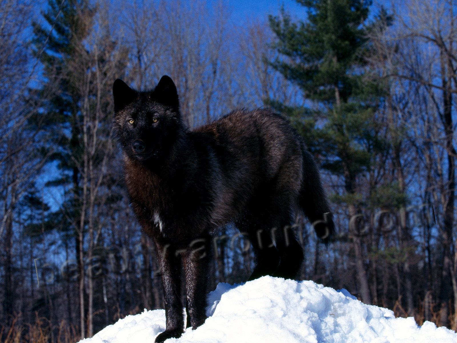 Волк (серый волк или обыкновенный волк)