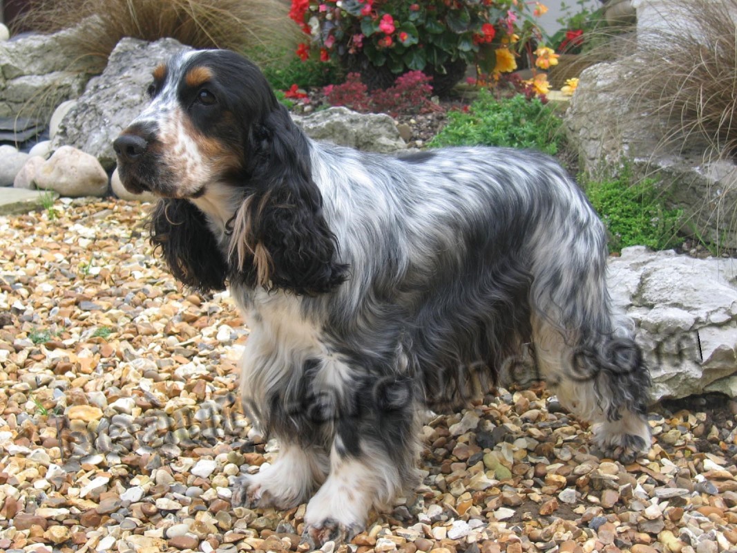 English Cocker Spaniel photoо