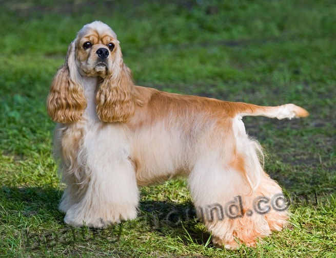 American Cocker Spaniel photo