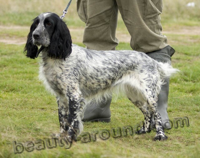 Russian Spaniel photo