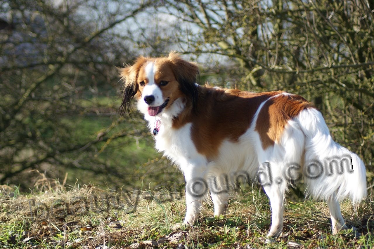 Kooikerhondje photo