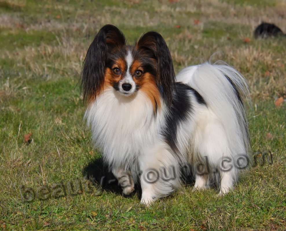 Papillon photo