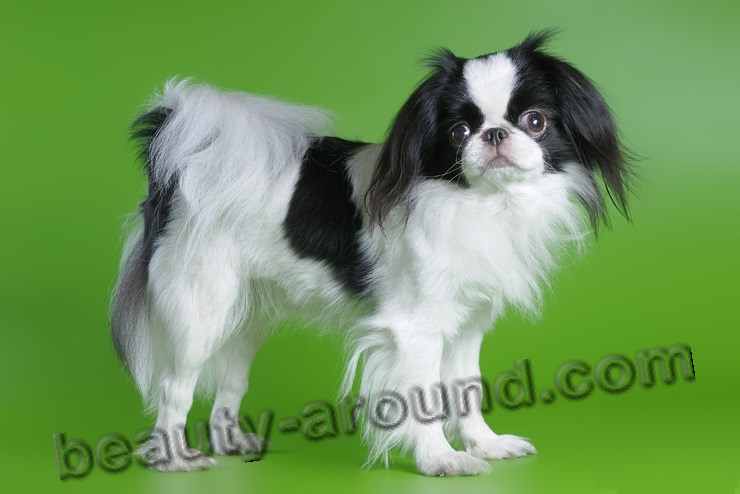 Japanese Chin photo