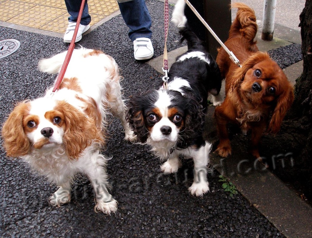 Cavalier King Charles Spaniel photo