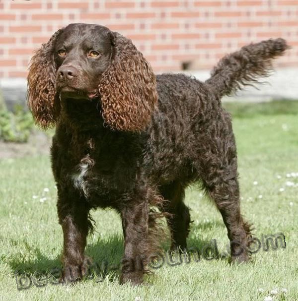 American Water Spaniel Photo