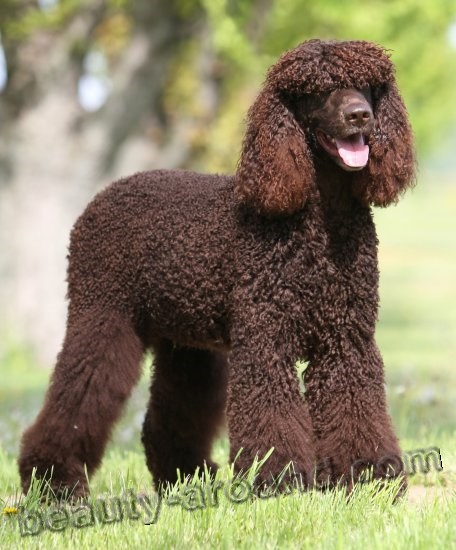 Irish Water Spaniel Photo