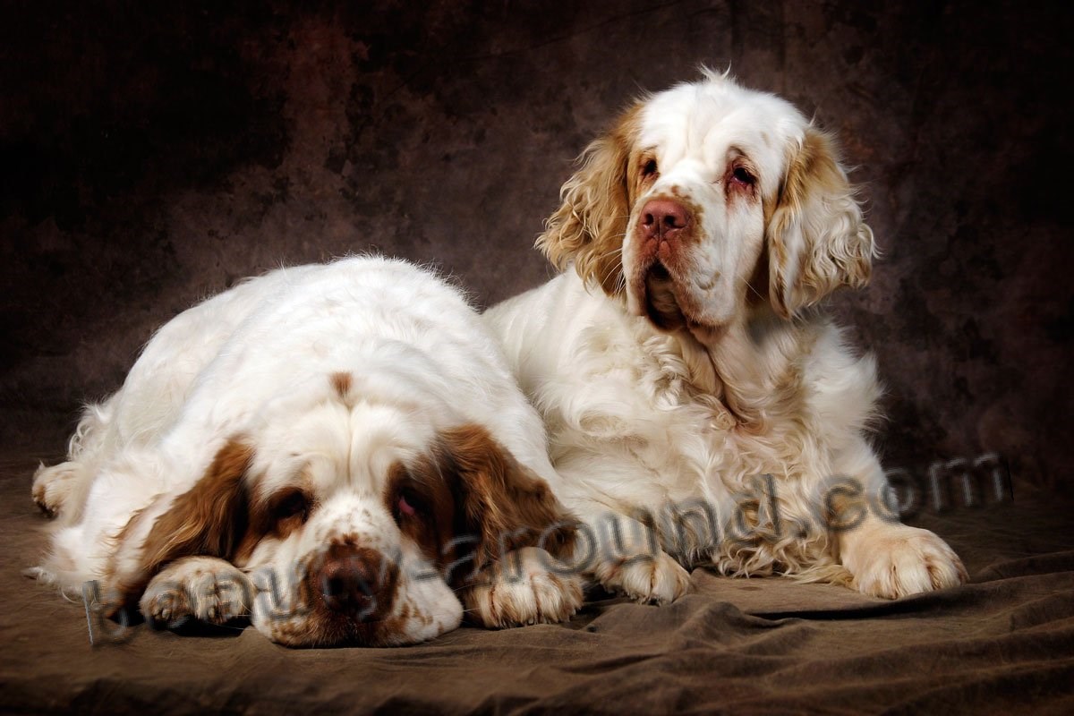 Clumber Spaniel photo