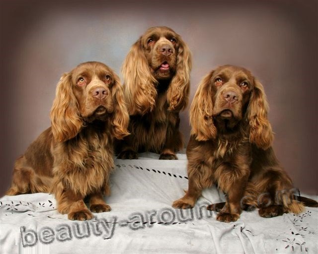 Sussex Spaniel photo