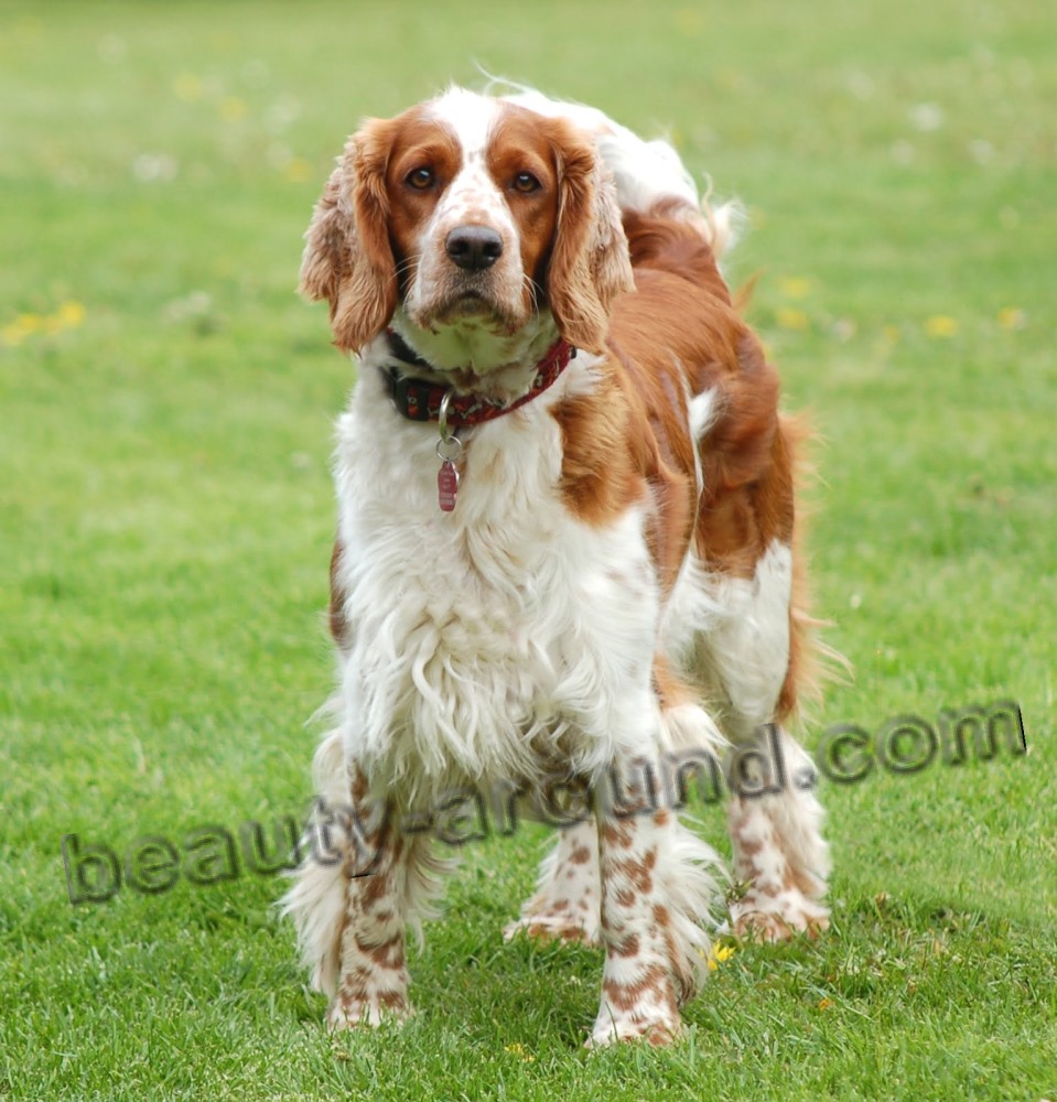  Welsh Springer Spaniel photo