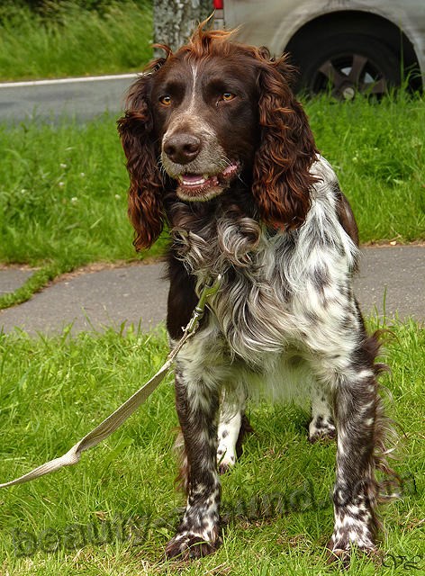 German Spaniel photo