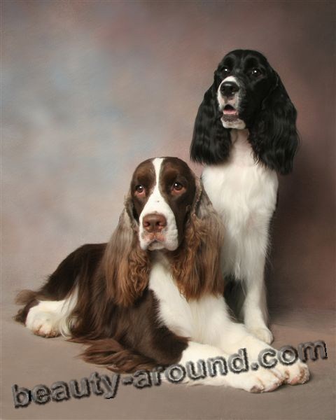 English Springer Spaniel photo