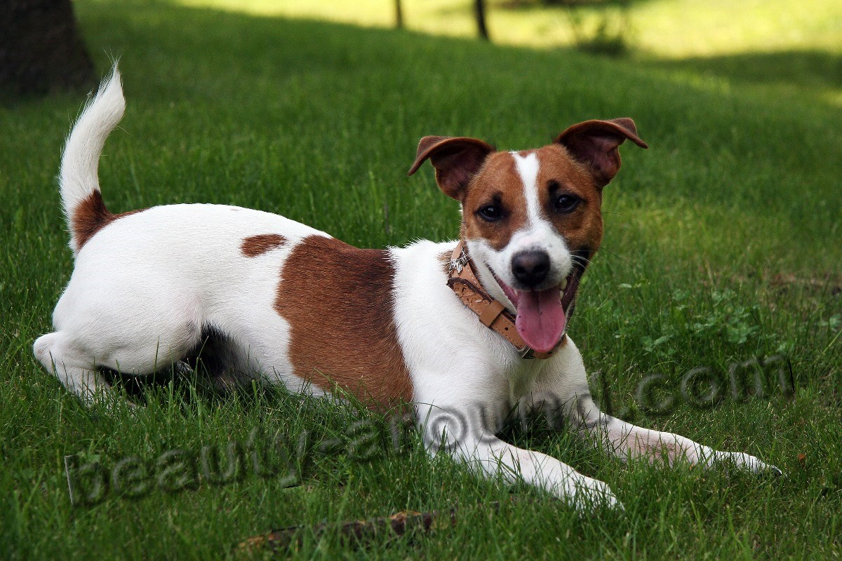 Jake Russell Terrier photo