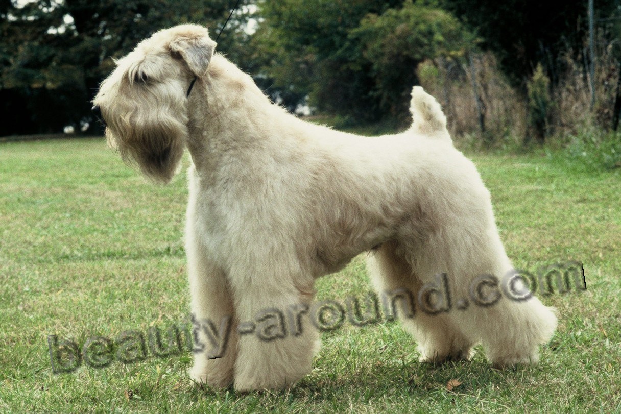 Irish Soft Coated Wheaten Terrier photo