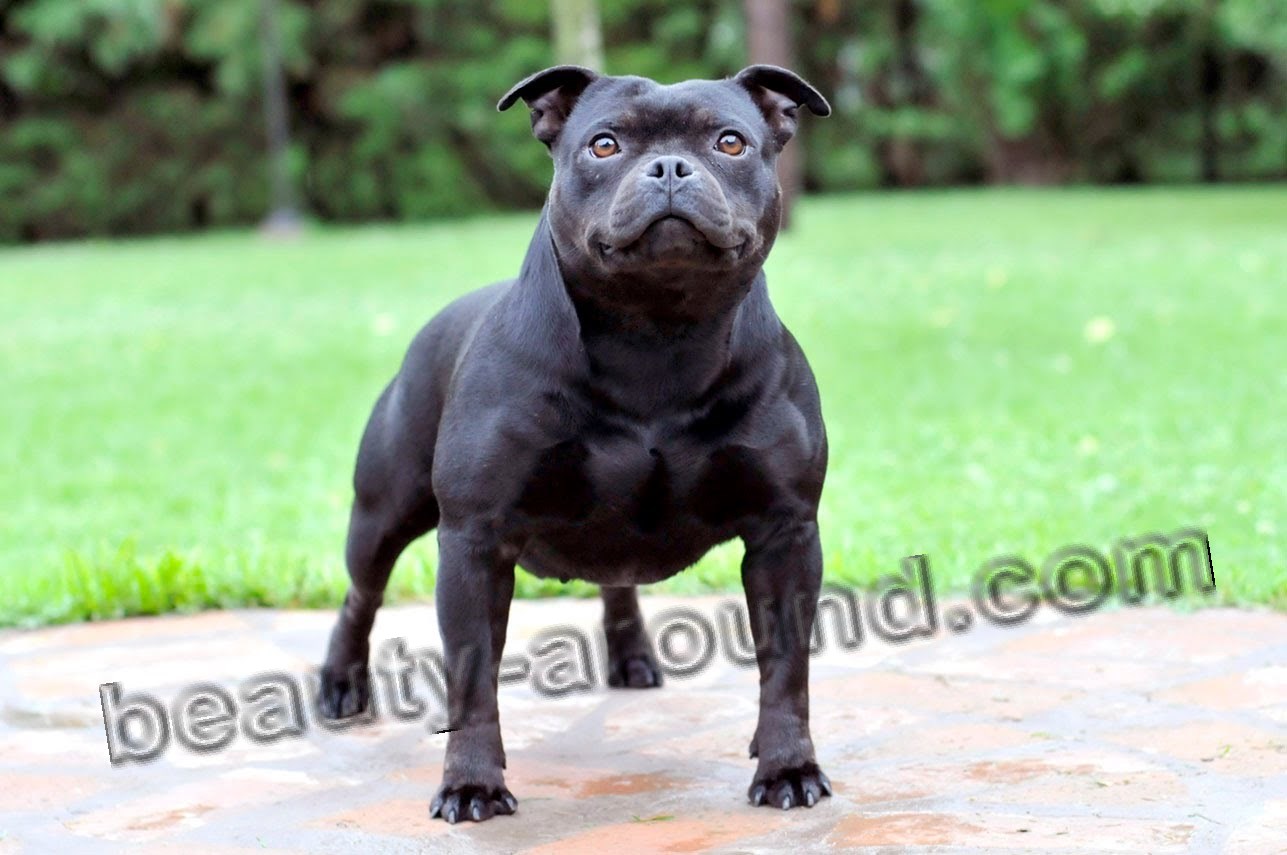 Staffordshire Bull Terrier picture