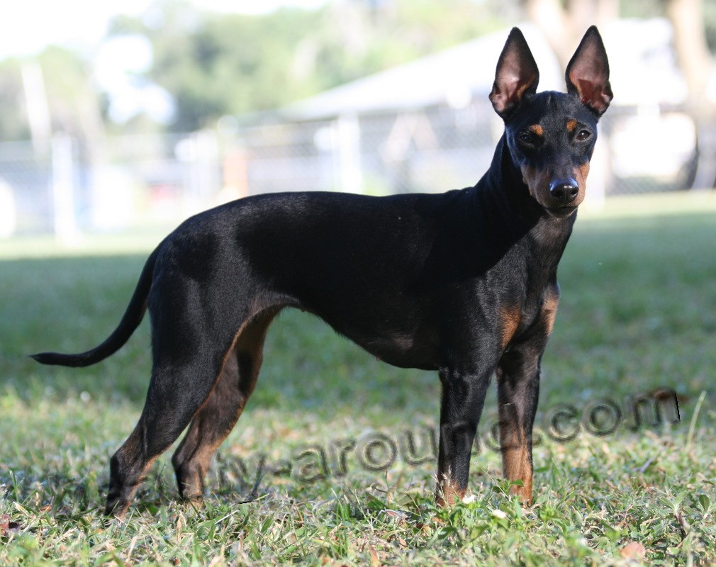 Toy-Manchester-Terrier picture