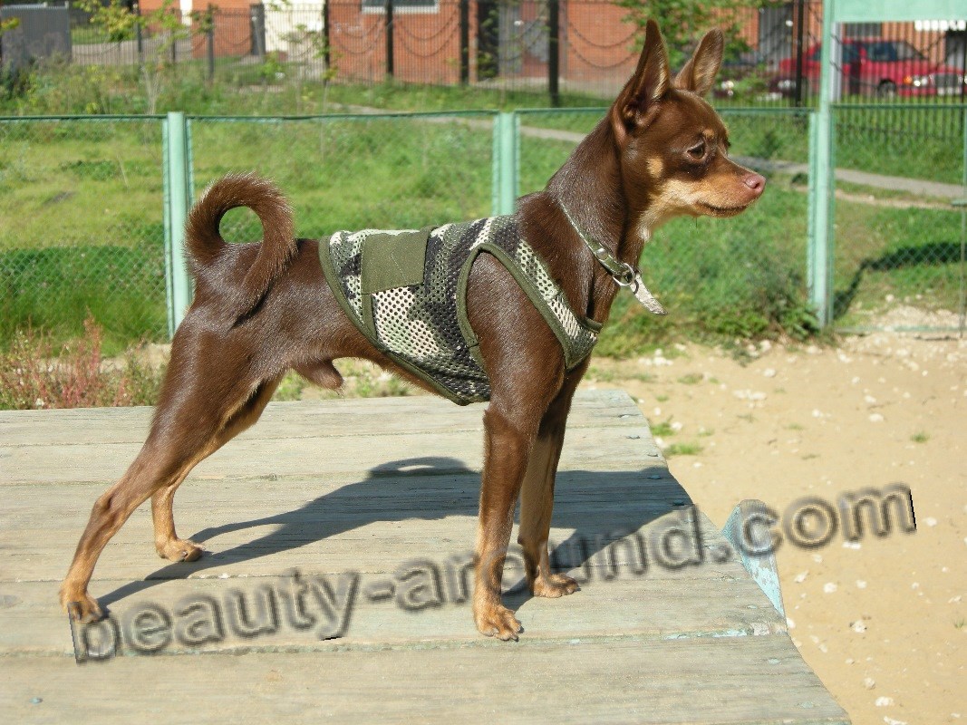 Russian Toy-Terrier (shorthair) photo
