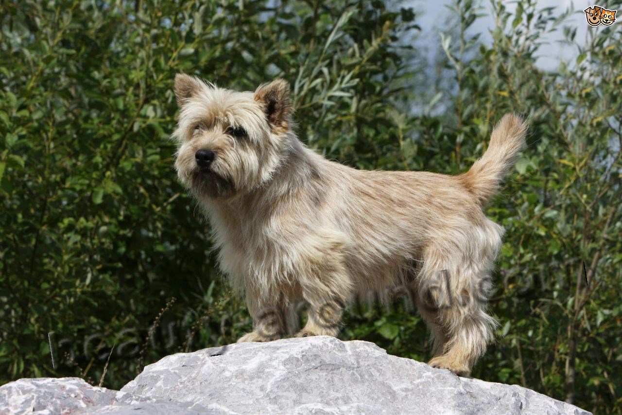 Cairn Terrier photo