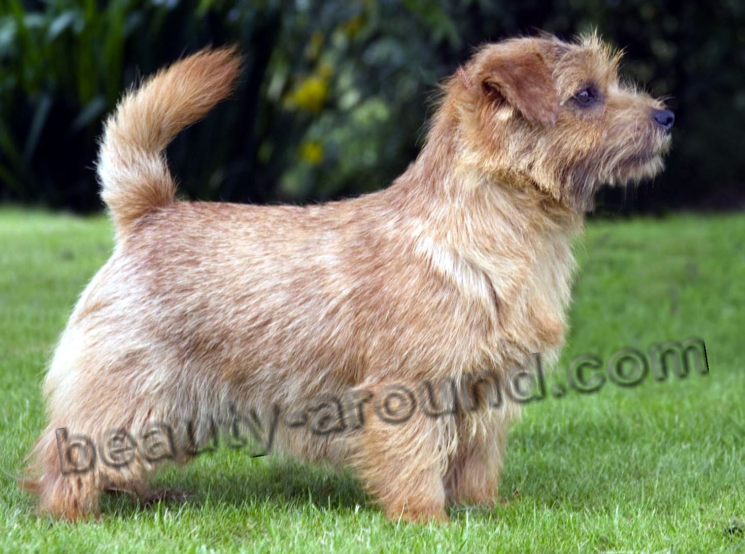 Norfolk terrier photo