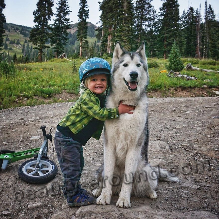 Волкособ с ребёнком фото