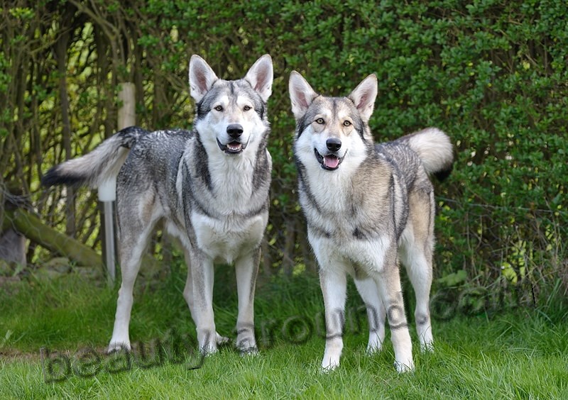Wolf dog's Saarloos. Photo