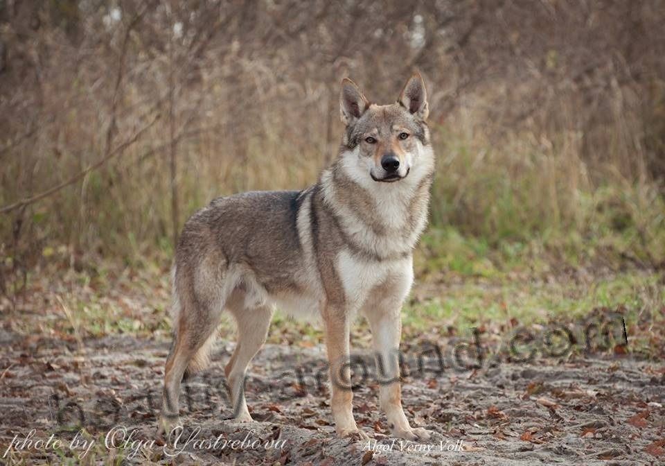 Czechoslovakian Wolfdog photo