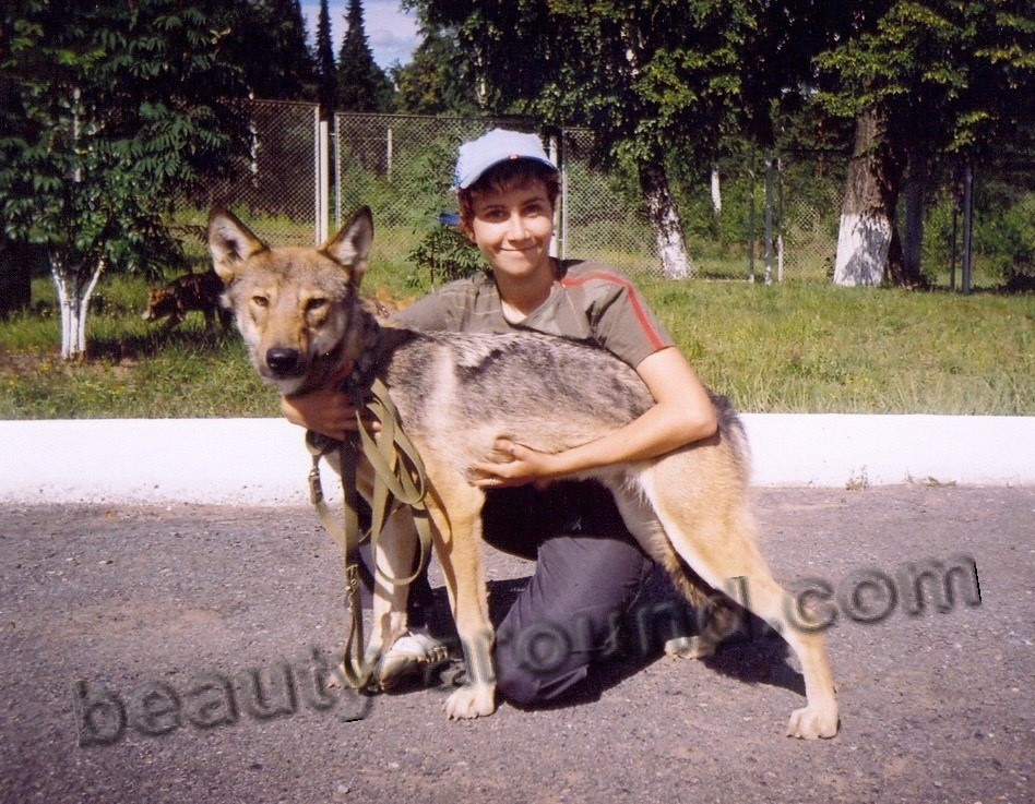 Подросший щенок волкособа фото