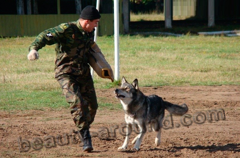 Дрессировка волкособа фото