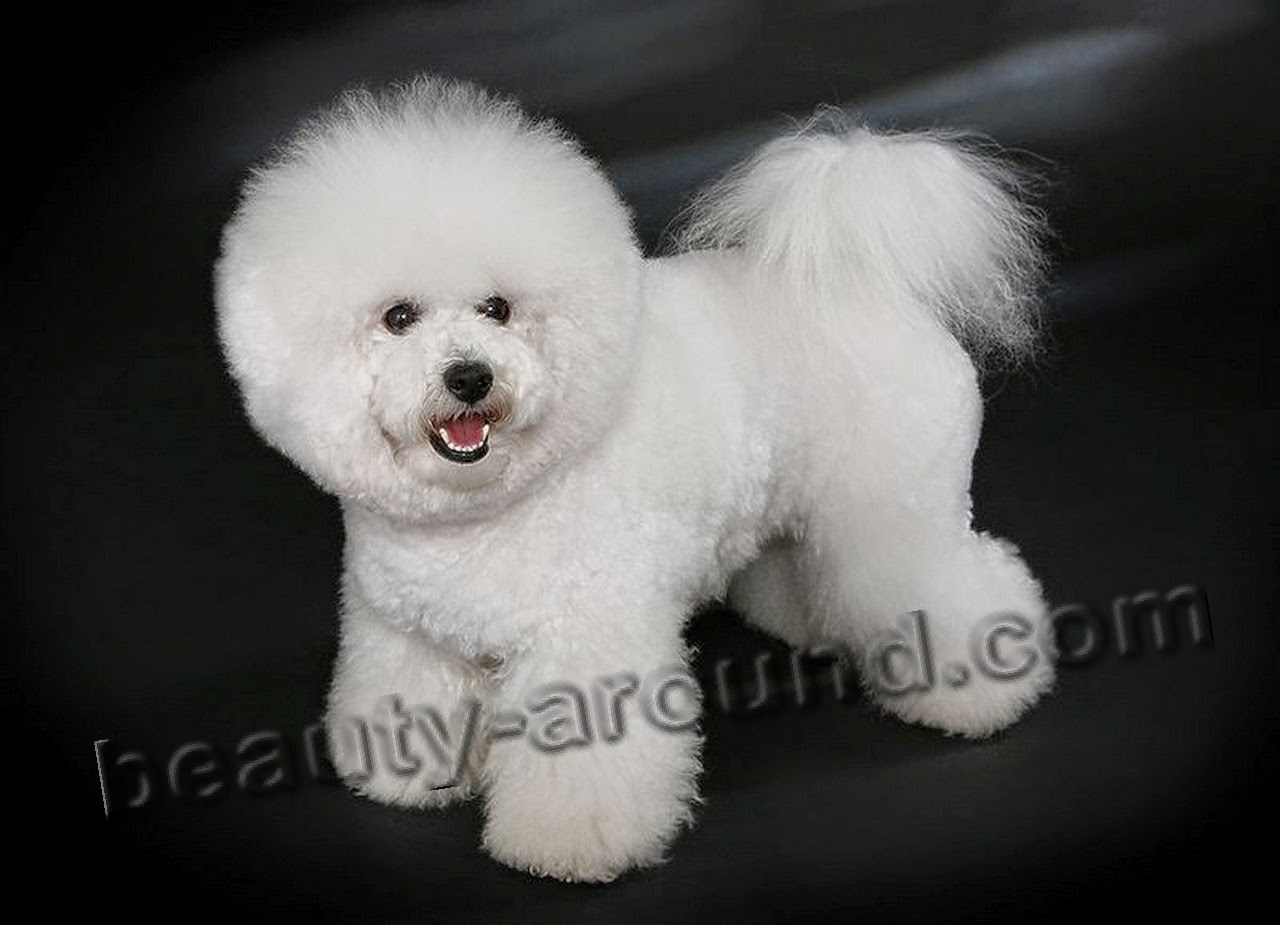 Бишон фризе красивая белая собака фото