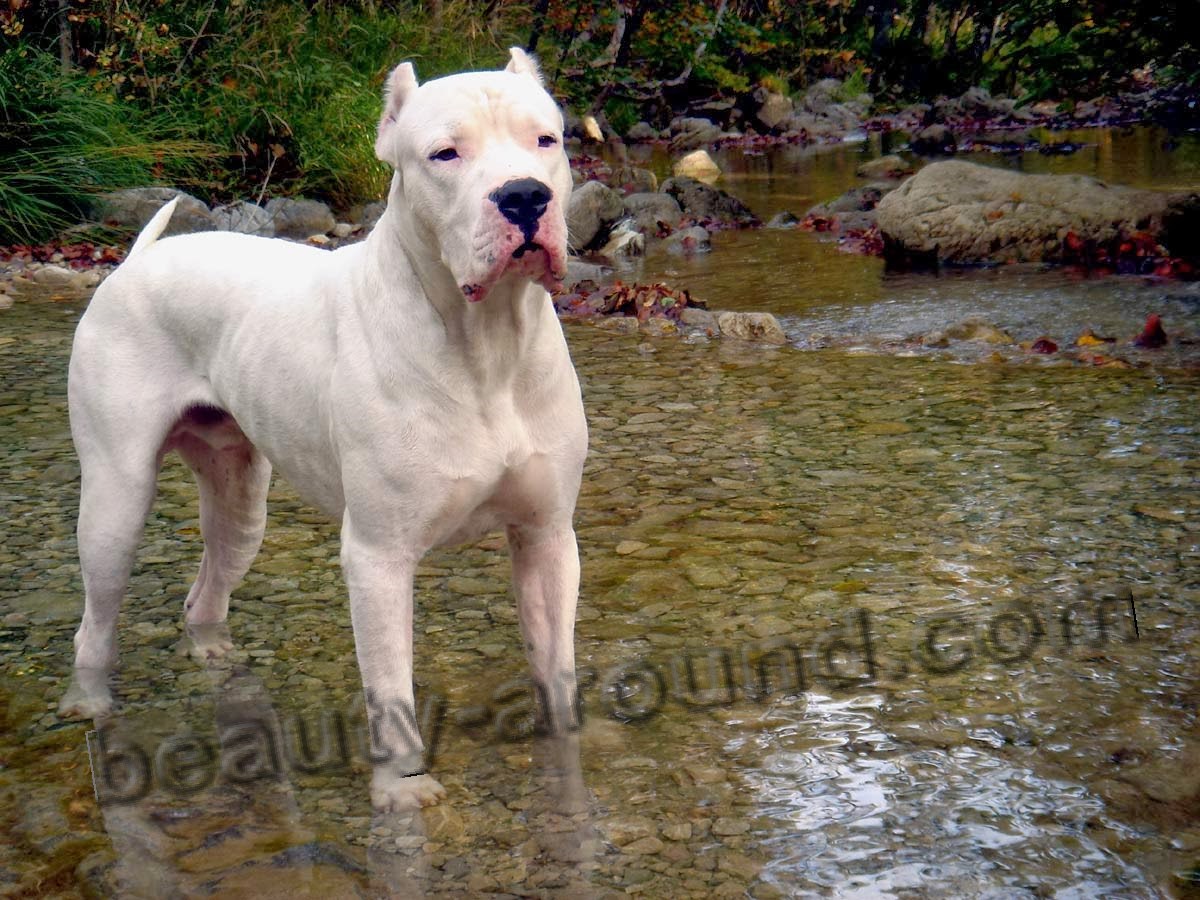 Аргентинский дог красивая белая собака фото