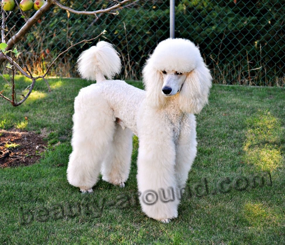 King Poodle beautiful white dog breed photo