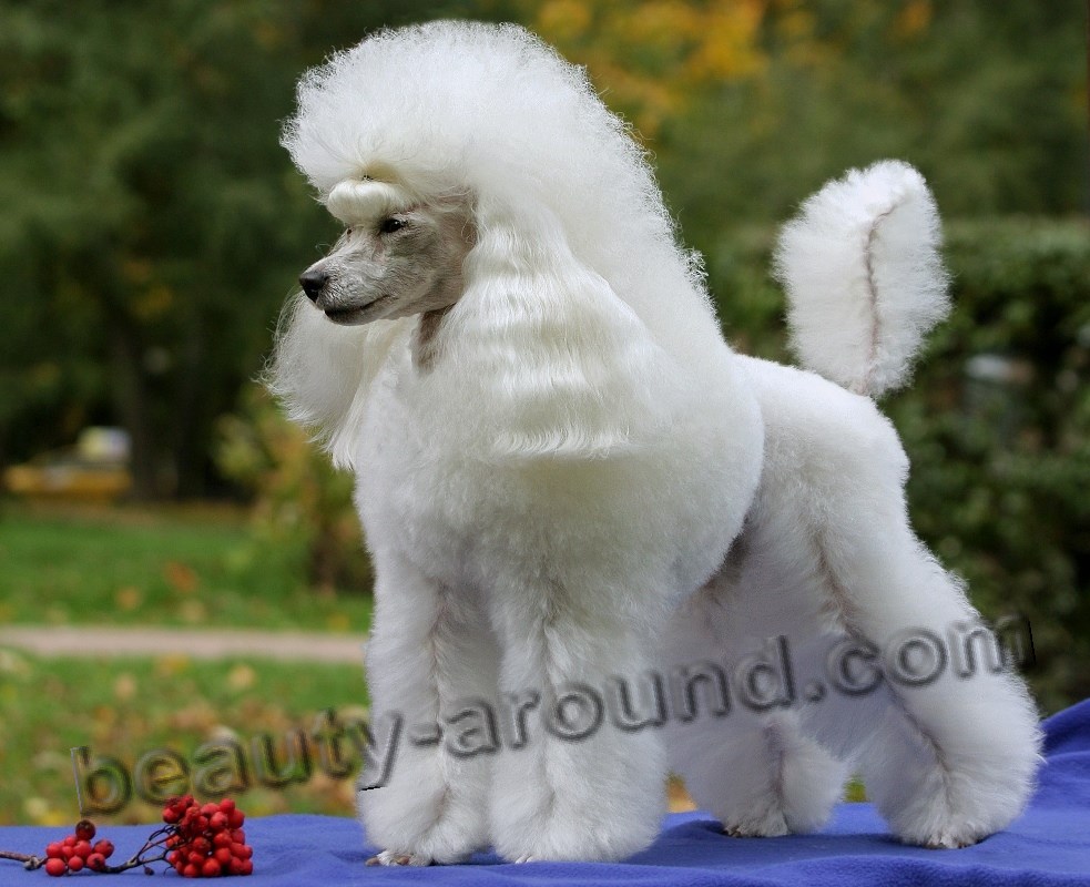 Poodle beautiful white dog photo