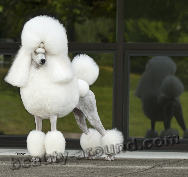 Beautiful White Poodle photo