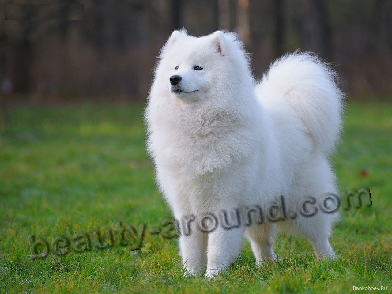 Самоедская собака (самоед) красивая белая ездовая собака фото