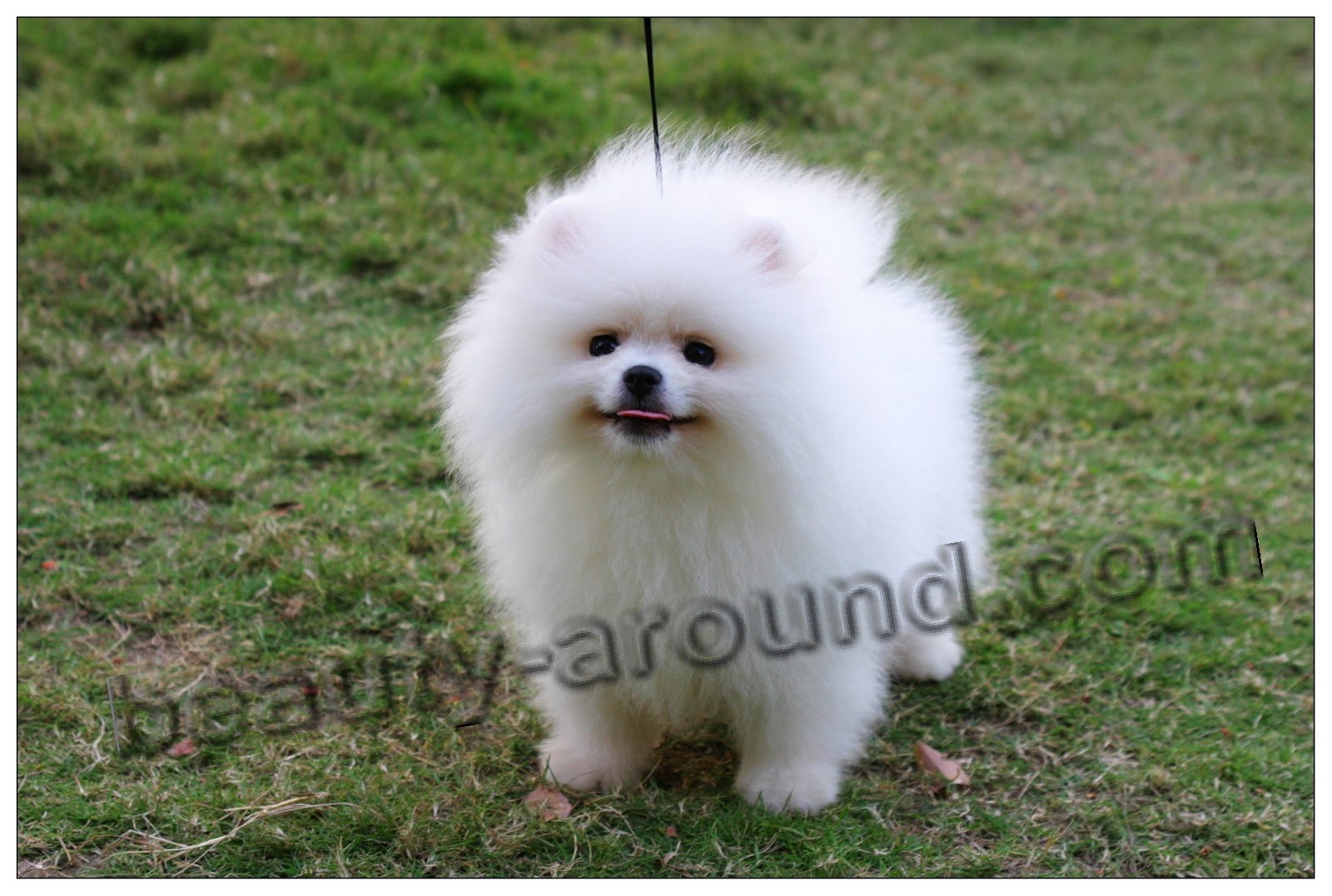 White Pomeranian Spitz beautiful dog photo