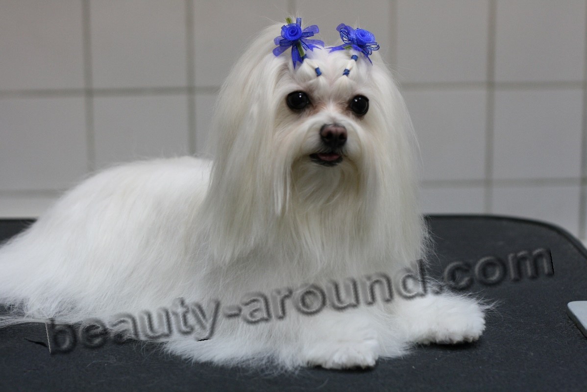 Maltese beautiful white dog breed photo