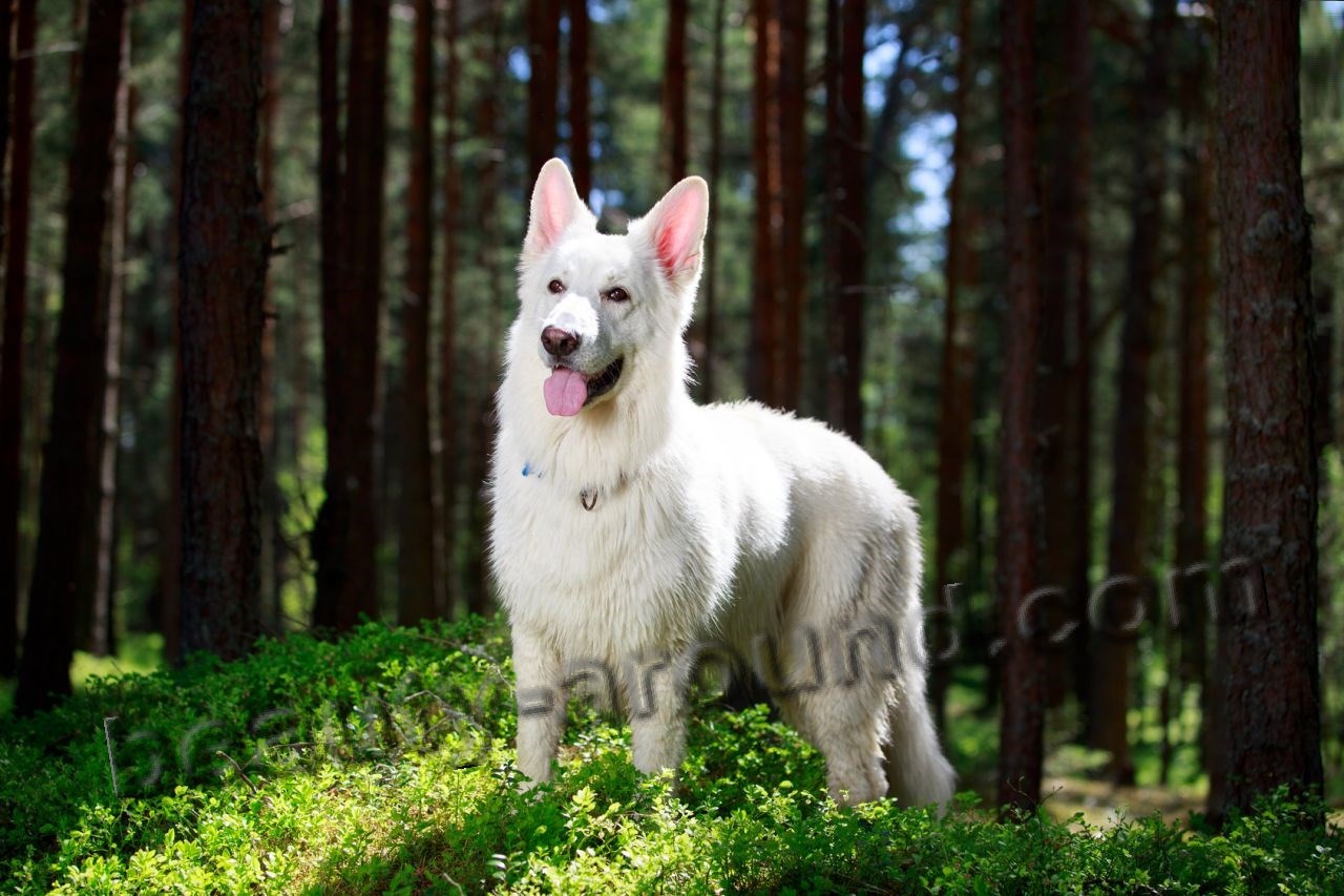 White Swiss Shepherd Dog photo