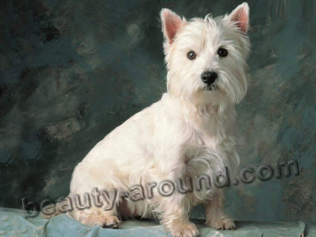 West Highland White Terrier picture